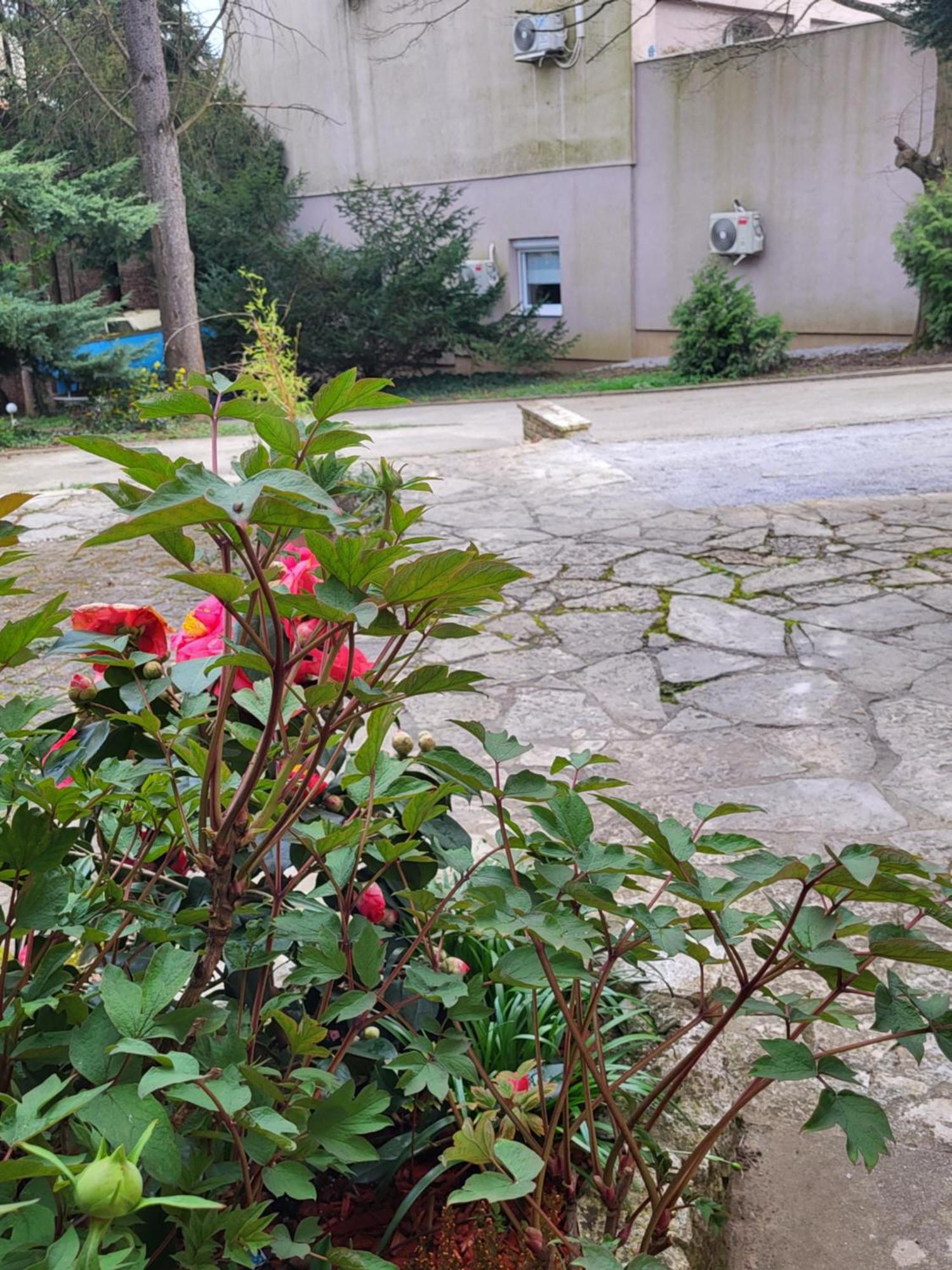 Villa Vino & Grad Zagreb Eksteriør bilde